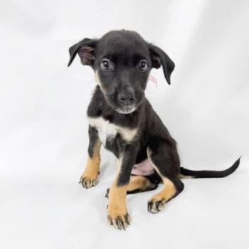 1010 (2026) Pumbaa -  Cattle Dog and Mixed Breed Dog for Adoption in Parker, Colorado - 1010 (2026) Pumbaa | PetCurious