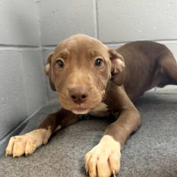 Angela -  Pit Bull Terrier Dog for Adoption in Belleville, Illinois - Angela | PetCurious