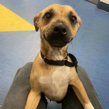 Nutmeg -  Mixed Breed Dog for Adoption in Pittsburgh, Pennsylvania - Nutmeg | PetCurious