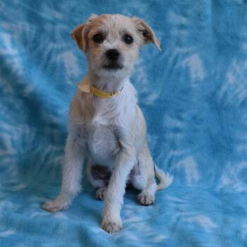 Flaco -  Terrier Dog for Adoption in Eureka, California - Flaco | PetCurious