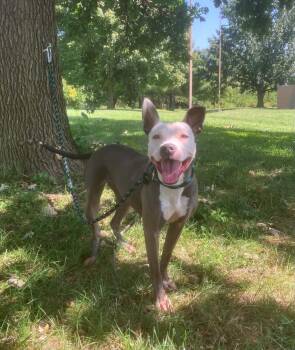 Stella -  Pit Bull Terrier Dog for Adoption in Springfield, Illinois - Stella | PetCurious