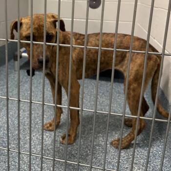 Crystal Gem -  Yellow Labrador Retriever and Pit Bull Terrier Dog for Adoption in Greensboro, North Carolina - Crystal Gem | PetCurious
