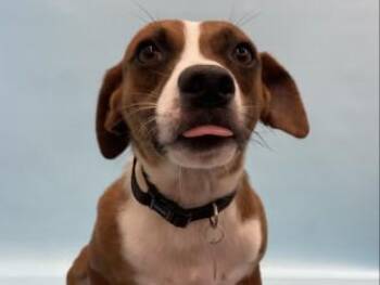 Jack -  Feist and Mixed Breed Dog for Adoption in Golden Valley, Minnesota - Jack | PetCurious