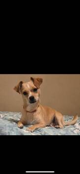 Chihuahua and Pug Dogs Available for Adoption in New Haven, Connecticut - Jilly Aka Tina | PetCurious