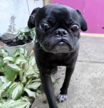 Blaze -  Pug Dog Available for Adoption in Mount Bethel, Pennsylvania - Blaze | PetCurious