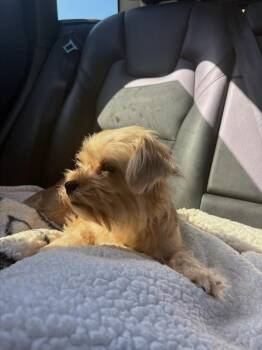 Cha Cha -  Shih Tzu Dog for Adoption in Pleasant Hill, California - Cha Cha | PetCurious