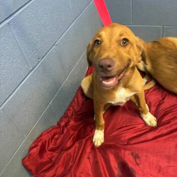 Nani -  Mixed Breed Dog for Adoption in Gadsden, Alabama - Nani | PetCurious