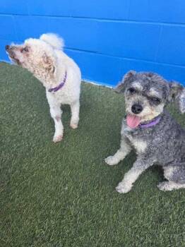 Maltese and Poodle Dogs Available for Adoption in Elmwood, Louisiana - Willow | PetCurious