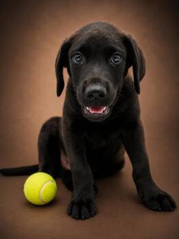 Andy -  Labrador Retriever and Mixed Breed Dog for Adoption in Bowling Green, Kentucky - Andy | PetCurious