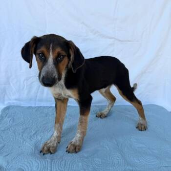 Padfoot -  Border Collie and Hound Dog for Adoption in Carencro, Louisiana - Padfoot | PetCurious