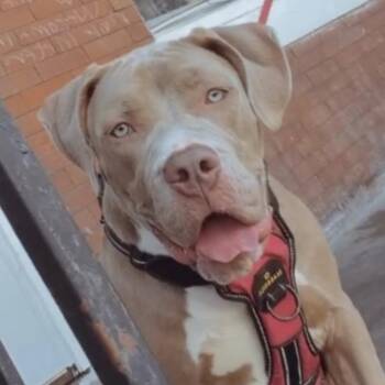 Diamond -  Pit Bull Terrier Dog for Adoption in Philadelphia, Pennsylvania - Diamond | PetCurious