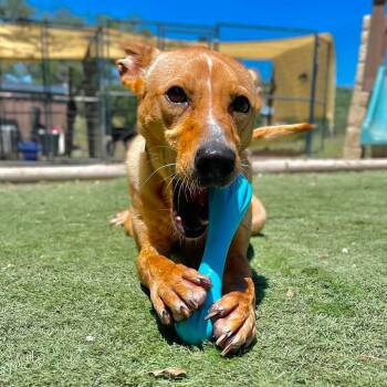 Mira -  Labrador Retriever Dog for Adoption in Center Point, Texas - Mira | PetCurious
