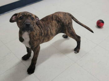 Rescue American Bulldog Dogs for Adoption - Kahlua | PetCurious