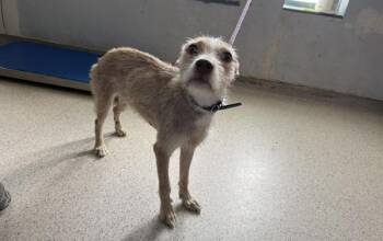 Callery Pear -  Mixed Breed Dog for Adoption in New York, New York - Callery Pear | PetCurious