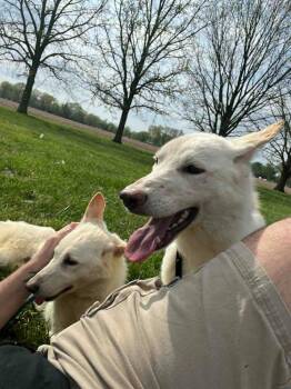 German Shepherd Dog Dogs Available for Adoption in Effingham, Illinois - Frostine | PetCurious