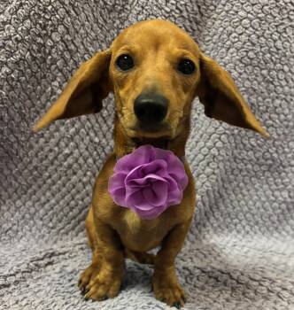 Rescue Dachshund Dogs for Adoption in Lodi, California - Lollie | PetCurious