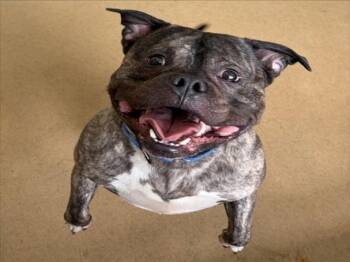CANNONBALL -  American Bulldog and Mixed Breed Dog for Adoption in Derwood, Maryland - CANNONBALL | PetCurious