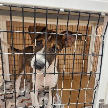 Dixson -  Hound Dog Available for Adoption in Gautier, Mississippi - Dixson | PetCurious