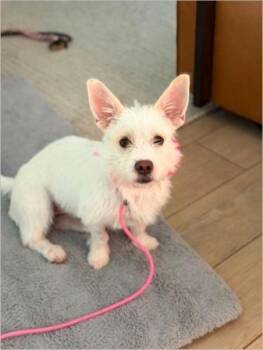 Bailey -  West Highland White Terrier Westie Dog for Adoption in Miami, Florida - Bailey | PetCurious