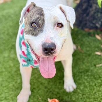 Mixed Breed Dogs Available for Adoption in Largo, Florida - Snow | PetCurious