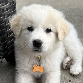 Great Pyrenees and Mixed Breed Dogs Available for Adoption in Normal, Illinois - Mozzarella | PetCurious