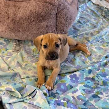 Cooler -  Labrador Retriever Dog for Adoption in North Charleston, South Carolina - Cooler | PetCurious