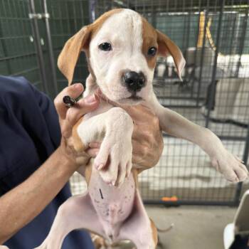 August #1 -  Pit Bull Terrier and Mixed Breed Dog for Adoption in Auburn, New Hampshire - August #1 | PetCurious
