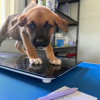 Male 5 -  Cane Corso and German Shepherd Dog Dog for Adoption in Hohenwald, Tennessee - Male 5 | PetCurious
