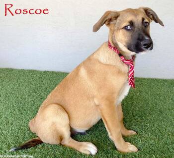 Rescue Black Mouth Cur Dogs for Adoption in San Diego, California - Roscoe | PetCurious