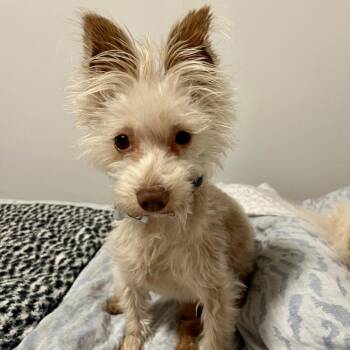 Cappucino -  Yorkshire Terrier and Maltese Dog for Adoption in Temecula, California - Cappucino | PetCurious