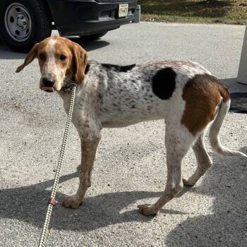 Rescue Treeing Walker Coonhound Dogs for Adoption in Windsor, Virginia - Miles | PetCurious