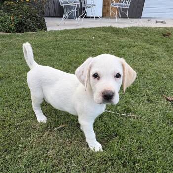 Maggie -  Shepherd and Mixed Breed Dog for Adoption in Fayetteville, Arkansas - Maggie | PetCurious