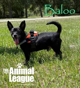 Baloo -  Chihuahua Dog for Adoption in Groveland, Florida - Baloo | PetCurious