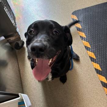 Labrador Retriever and Mixed Breed Dogs Available for Adoption in Council Bluffs, Iowa - Loki | PetCurious