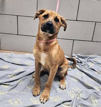 Mixed Breed Dogs Available for Adoption in Nashville, Tennessee - Rafael | PetCurious