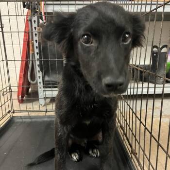 Jester -  Terrier and Mixed Breed Dog for Adoption in Edinburg, Texas - Jester | PetCurious