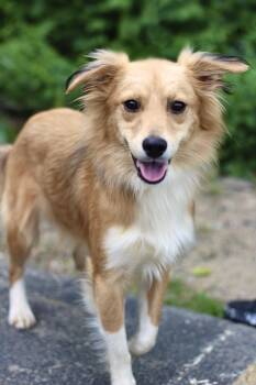 Quest in NH. Come Meet our Adoptable Dogs Wednesday-Saturday. Mo -  Collie Dog for Adoption in Manchester, New Hampshire - Quest In NH. Come Meet Our Adoptable Dogs Wednesday-Saturday. Mo | PetCurious