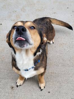 Rescue Mixed Breed Dogs for Adoption in Medford, Wisconsin - Odie | PetCurious