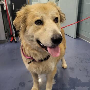 Retriever Dogs Available for Adoption - Blondie | PetCurious
