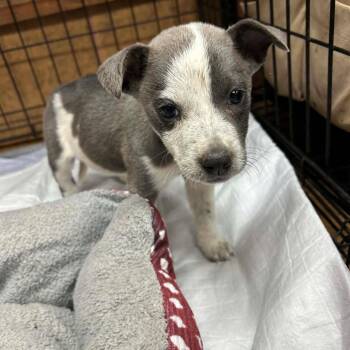 Leah -  Australian Cattle Dog Blue Heeler Dog for Adoption in Madill, Oklahoma - Leah | PetCurious