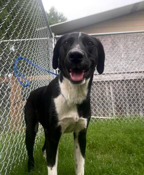 Black Labrador Retriever Dogs Available for Adoption in Spring, Texas - Regal | PetCurious