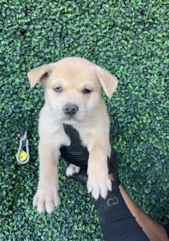 Shepherd and Mixed Breed Dogs Available for Adoption in El Paso, Texas - Pancake* | PetCurious