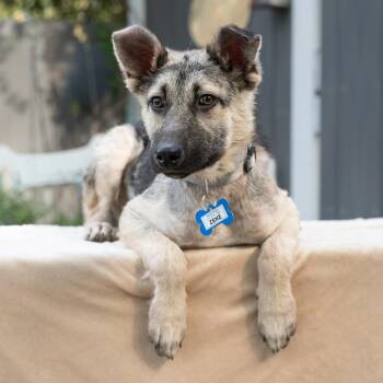 Shepherd Dogs Available for Adoption in Wake Forest, North Carolina - Zeke | PetCurious