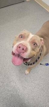 Hazel -  American Staffordshire Terrier and Mixed Breed Dog for Adoption in Daphne, Alabama - Hazel | PetCurious