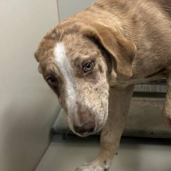 Mixed Breed Dogs Available for Adoption in Flagstaff, Arizona - Quack | PetCurious