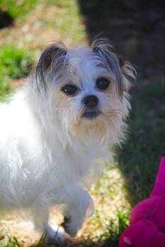 Maltipoo Dogs Available for Adoption in Hayward, Wisconsin - Maizie | PetCurious
