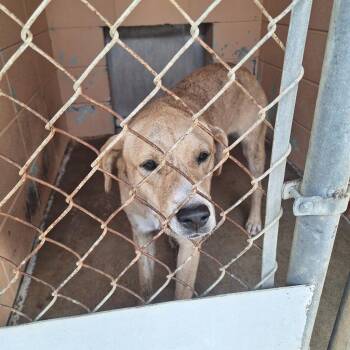 Labrador Retriever Dogs Available for Adoption in Gautier, Mississippi - Raisin | PetCurious