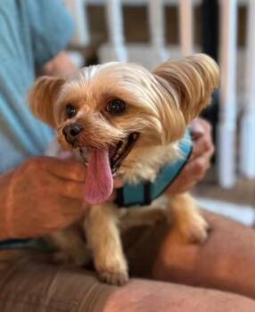 Layla -  Yorkie Poo Dog for Adoption in Matthews, North Carolina - Layla | PetCurious