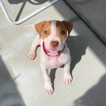 Peanut -  American Staffordshire Terrier Dog for Adoption in Myrtle Beach, South Carolina - Peanut | PetCurious