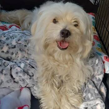 Saxton -  Maltese Dog for Adoption in Houston, Texas - Saxton | PetCurious